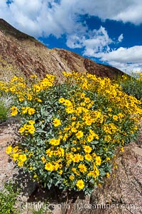 Brittlebush blooming in spring, Palm Canyon, Encelia farinosa, Anza-Borrego Desert State Park, Borrego Springs, California