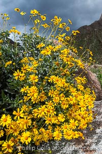 Brittlebush blooming in spring, Palm Canyon, Encelia farinosa, Anza-Borrego Desert State Park, Borrego Springs, California