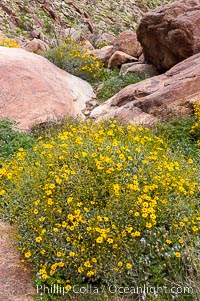 Brittlebush blooming in spring, Palm Canyon. Anza-Borrego Desert State Park, Borrego Springs, California, USA, Encelia farinosa, natural history stock photograph, photo id 10541