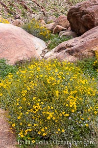 Brittlebush blooming in spring, Palm Canyon, Encelia farinosa, Anza-Borrego Desert State Park, Borrego Springs, California