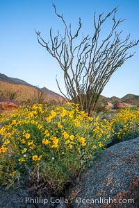 Brittlebush, ocotillo and various cacti and wildflowers color the sides of Glorietta Canyon.  Heavy winter rains led to a historic springtime bloom in 2005, carpeting the entire desert in thick vegetation and spectacular color for months, Encelia farinosa, Fouquieria splendens, Anza-Borrego Desert State Park, Borrego Springs, California