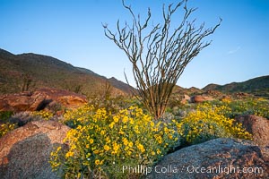 Brittlebush, ocotillo and various cacti and wildflowers color the sides of Glorietta Canyon.  Heavy winter rains led to a historic springtime bloom in 2005, carpeting the entire desert in vegetation and color for months, Encelia farinosa, Fouquieria splendens, Anza-Borrego Desert State Park, Borrego Springs, California