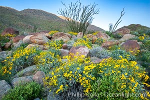 Brittlebush, ocotillo and various cacti and wildflowers color the sides of Glorietta Canyon.  Heavy winter rains led to a historic springtime bloom in 2005, carpeting the entire desert in vegetation and color for months, Encelia farinosa, Fouquieria splendens, Anza-Borrego Desert State Park, Borrego Springs, California