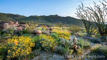 Brittlebush, ocotillo and various cacti and wildflowers color the sides of Glorietta Canyon.  Heavy winter rains led to a historic springtime bloom in 2005, carpeting the entire desert in vegetation and color for months, Encelia farinosa, Fouquieria splendens, Anza-Borrego Desert State Park, Borrego Springs, California