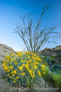 Brittlebush, ocotillo and various cacti and wildflowers color the sides of Glorietta Canyon.  Heavy winter rains led to a historic springtime bloom in 2005, carpeting the entire desert in vegetation and color for months, Encelia farinosa, Fouquieria splendens, Anza-Borrego Desert State Park, Borrego Springs, California