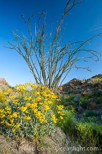 Brittlebush, ocotillo and various cacti and wildflowers color the sides of Glorietta Canyon.  Heavy winter rains led to a historic springtime bloom in 2005, carpeting the entire desert in vegetation and color for months, Encelia farinosa, Fouquieria splendens, Anza-Borrego Desert State Park, Borrego Springs, California