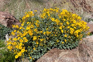 Brittlebush blooming in spring, Palm Canyon, Encelia farinosa, Anza-Borrego Desert State Park, Borrego Springs, California