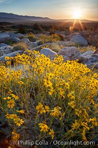 Brittlebush at sunrise, dawn, springtime bloom, Palm Canyon, Anza Borrego Desert State Park.