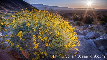 Brittlebush at sunrise, dawn, springtime bloom, Palm Canyon, Anza Borrego Desert State Park.