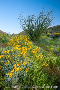 Brittlebush, ocotillo and various cacti and wildflowers color the sides of Glorietta Canyon.  Heavy winter rains led to a historic springtime bloom in 2005, carpeting the entire desert in vegetation and color for months.