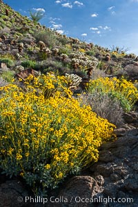 Brittlebush and various cacti and wildflowers color the sides of Glorietta Canyon.  Heavy winter rains led to a historic springtime bloom in 2005, carpeting the entire desert in vegetation and color for months, Encelia farinosa, Anza-Borrego Desert State Park, Borrego Springs, California