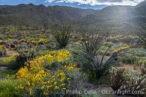 Brittlebush, ocotillo and various cacti and wildflowers color the sides of Glorietta Canyon.  Heavy winter rains led to a historic springtime bloom in 2005, carpeting the entire desert in vegetation and color for months, Encelia farinosa, Fouquieria splendens, Anza-Borrego Desert State Park, Borrego Springs, California