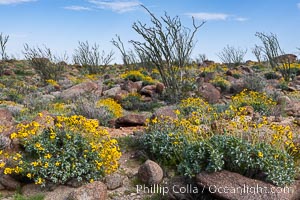 Brittlebush, ocotillo and various cacti and wildflowers color the sides of Glorietta Canyon.  Heavy winter rains led to a historic springtime bloom in 2005, carpeting the entire desert in vegetation and color for months, Encelia farinosa, Fouquieria splendens, Anza-Borrego Desert State Park, Borrego Springs, California