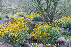 Brittlebush, ocotillo and various cacti and wildflowers color the sides of Glorietta Canyon.  Heavy winter rains led to a historic springtime bloom in 2005, carpeting the entire desert in vegetation and color for months, Encelia farinosa, Fouquieria splendens, Anza-Borrego Desert State Park, Borrego Springs, California