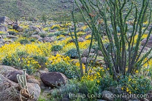 Brittlebush, ocotillo and various cacti and wildflowers color the sides of Glorietta Canyon.  Heavy winter rains led to a historic springtime bloom in 2005, carpeting the entire desert in vegetation and color for months, Encelia farinosa, Fouquieria splendens, Anza-Borrego Desert State Park, Borrego Springs, California