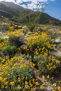 Brittlebush and various cacti and wildflowers color the sides of Glorietta Canyon.  Heavy winter rains led to a historic springtime bloom in 2005, carpeting the entire desert in vegetation and color for months, Encelia farinosa, Anza-Borrego Desert State Park, Borrego Springs, California