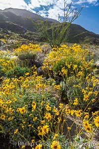 Brittlebush and various cacti and wildflowers color the sides of Glorietta Canyon.  Heavy winter rains led to a historic springtime bloom in 2005, carpeting the entire desert in vegetation and color for months, Encelia farinosa, Anza-Borrego Desert State Park, Borrego Springs, California