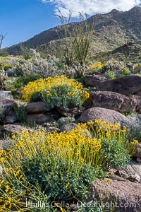 Brittlebush and various cacti and wildflowers color the sides of Glorietta Canyon.  Heavy winter rains led to a historic springtime bloom in 2005, carpeting the entire desert in vegetation and color for months, Encelia farinosa, Anza-Borrego Desert State Park, Borrego Springs, California