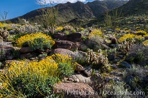 Brittlebush and various cacti and wildflowers color the sides of Glorietta Canyon.  Heavy winter rains led to a historic springtime bloom in 2005, carpeting the entire desert in vegetation and color for months, Encelia farinosa, Anza-Borrego Desert State Park, Borrego Springs, California