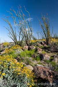 Brittlebush, ocotillo and various cacti and wildflowers color the sides of Glorietta Canyon.  Heavy winter rains led to a historic springtime bloom in 2005, carpeting the entire desert in vegetation and color for months, Encelia farinosa, Fouquieria splendens, Anza-Borrego Desert State Park, Borrego Springs, California