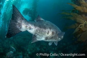 Broad Tail of a Black Sea Bass in the California Kelp Forest showing distinctive unique black spots that allow researchers to identify individual giant sea bass, Stereolepis gigas, Catalina Island