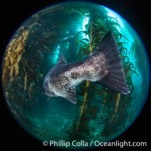 Broad Tail of a Black Sea Bass in the California Kelp Forest, Stereolepis gigas, Catalina Island