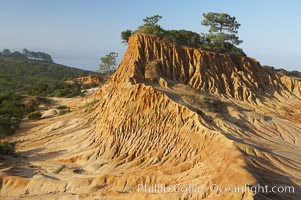 Broken Hill is an ancient, compacted sand dune that was uplifted to its present location and is now eroding, Torrey Pines State Reserve, San Diego, California