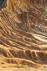 Broken Hill is an ancient, compacted sand dune that was uplifted to its present location and is now eroding, Torrey Pines State Reserve, San Diego, California