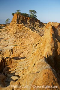 Broken Hill is an ancient, compacted sand dune that was uplifted to its present location and is now eroding, Torrey Pines State Reserve, San Diego, California