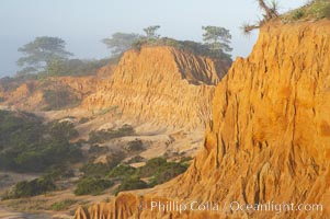 Broken Hill is an ancient, compacted sand dune that was uplifted to its present location and is now eroding. Torrey Pines State Reserve, San Diego, California, USA, natural history stock photograph, photo id 12028