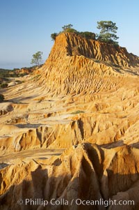 Broken Hill is an ancient, compacted sand dune that was uplifted to its present location and is now eroding, Torrey Pines State Reserve, San Diego, California