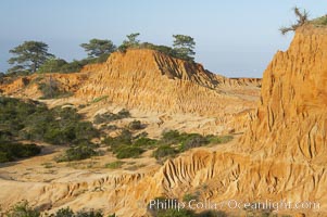 Broken Hill is an ancient, compacted sand dune that was uplifted to its present location and is now eroding, Torrey Pines State Reserve, San Diego, California