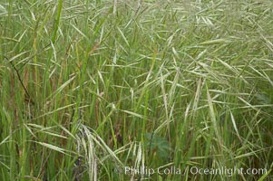 Ripgut brome, Bromus diandrus, San Elijo Lagoon, Encinitas, California