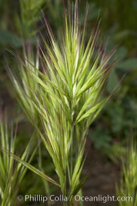 Foxtail brome, Bromus madritensis rubens, San Elijo Lagoon, Encinitas, California