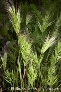 Foxtail brome, Bromus madritensis rubens, San Elijo Lagoon, Encinitas, California