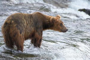 Brown bear (grizzly bear), Ursus arctos, Brooks River, Katmai National Park, Alaska