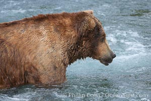 A large, old brown bear (grizzly bear) wades across Brooks River. Coastal and near-coastal brown bears in Alaska can live to 25 years of age, weigh up to 1400 lbs and stand over 9 feet tall, Ursus arctos, Katmai National Park