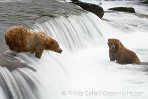 Brown bear (grizzly bear) waits for salmon at Brooks Falls. Blurring of the water is caused by a long shutter speed. Brooks River, Ursus arctos, Katmai National Park, Alaska