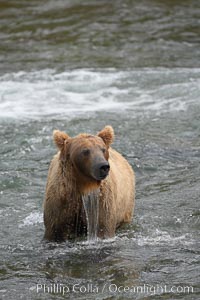 Brown bear (grizzly bear), Ursus arctos, Brooks River, Katmai National Park, Alaska