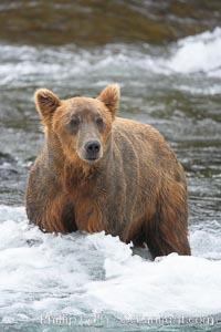 Brown bear (grizzly bear), Ursus arctos, Brooks River, Katmai National Park, Alaska