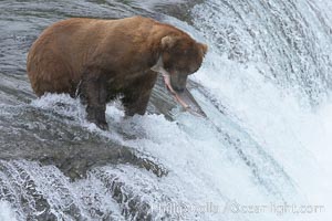 Alaskan brown bear catching a jumping salmon, Brooks Falls, Ursus arctos, Brooks River, Katmai National Park