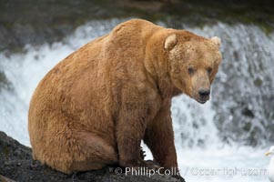 A large, old brown bear (grizzly bear) wades across Brooks River. Coastal and near-coastal brown bears in Alaska can live to 25 years of age, weigh up to 1400 lbs and stand over 9 feet tall, Ursus arctos, Katmai National Park