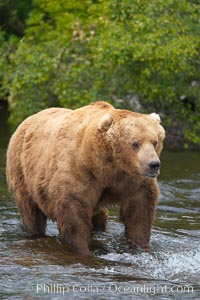 A large, old brown bear (grizzly bear) wades across Brooks River. Coastal and near-coastal brown bears in Alaska can live to 25 years of age, weigh up to 1400 lbs and stand over 9 feet tall, Ursus arctos, Katmai National Park