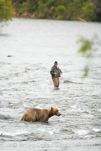 Brown bear shares the river with a fly fisherman, both searching for salmon running upstream to spawn in Naknek Lake. Brooks River, Ursus arctos, Katmai National Park, Alaska
