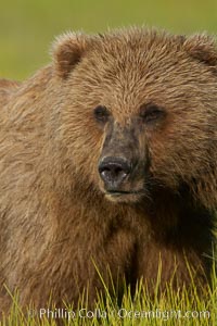 Portrait of a young brown bear, pausing while grazing in tall sedge grass.  Brown bears can consume 30 lbs of sedge grass daily, waiting weeks until spawning salmon fill the rivers, Ursus arctos, Lake Clark National Park, Alaska