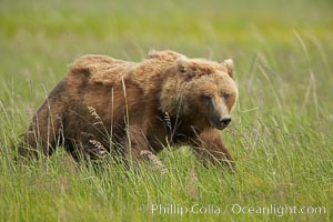Coastal brown bear in meadow.  The tall sedge grasses in this coastal meadow are a food source for brown bears, who may eat 30 lbs of it each day during summer while waiting for their preferred food, salmon, to arrive in the nearby rivers, Ursus arctos, Lake Clark National Park, Alaska