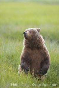 Young brown bear stands in tall sedge grass to get a better view of other approaching bears, Ursus arctos, Lake Clark National Park, Alaska