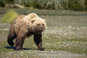 Coastal brown bear walks in Silver Salmon Creek, Ursus arctos, Lake Clark National Park, Alaska