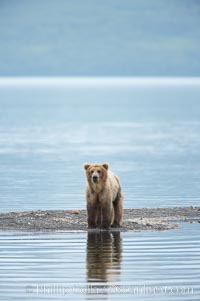 Brown bear reflected in the Brooks River at the edge of Brooks Lake, Ursus arctos, Katmai National Park, Alaska