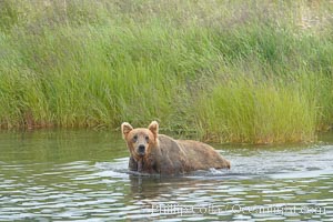 Brown bear walks through the marsh that edges Brooks River, Ursus arctos, Katmai National Park, Alaska